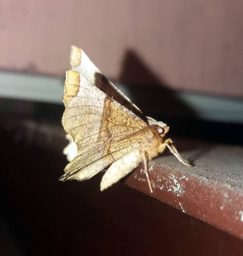 Geometridae: Cepphis advenaria da confermare. No, Selenia lunularia